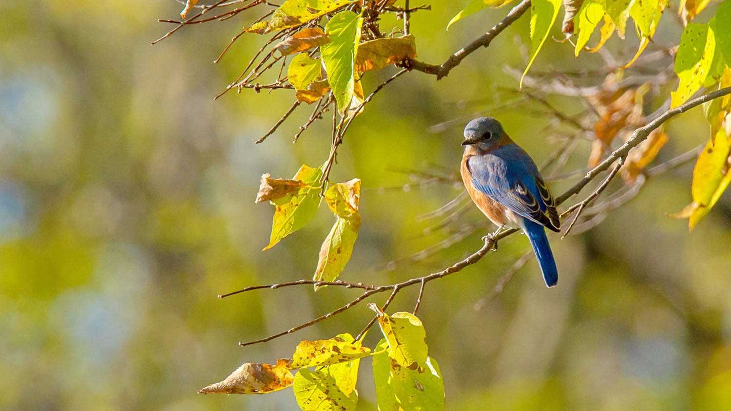 An eastern bluebird perched on a branch.