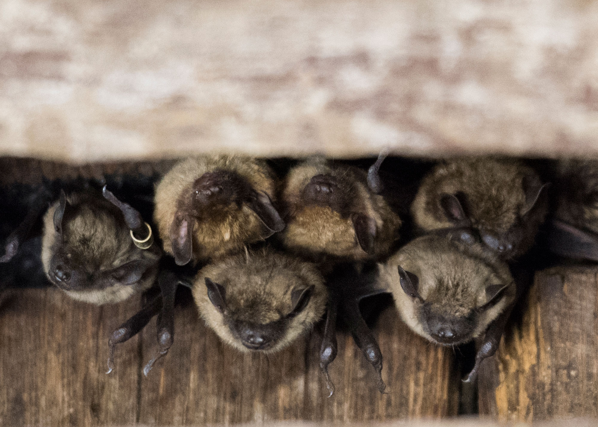 A group of big brown bats roosting in a wooden structure.