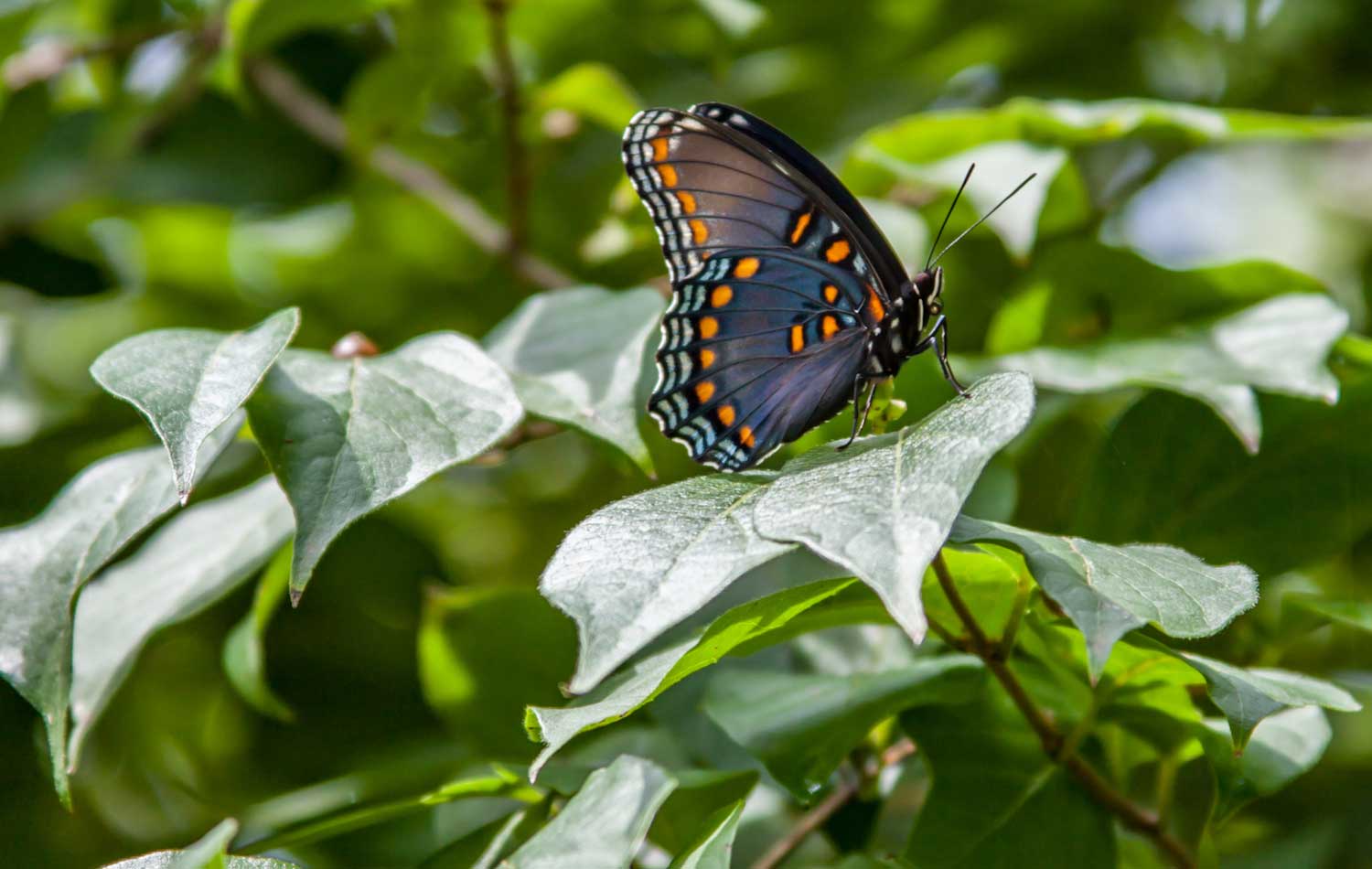 A red-spotted admiral butterfly on a leaf.