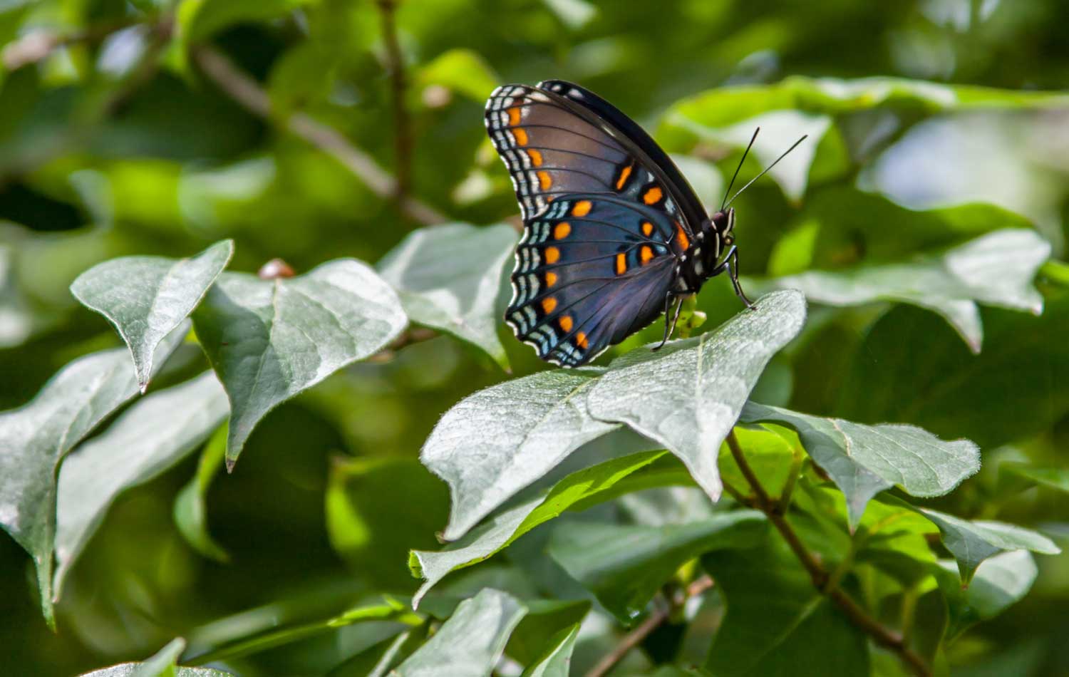 Five things about those beautiful butterflies