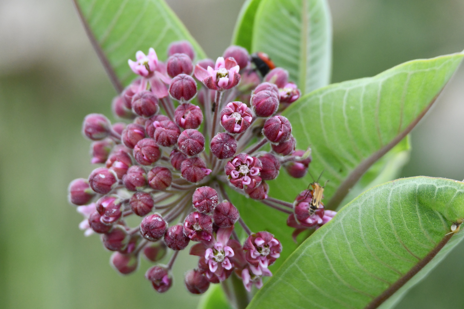 A pink common milkweed bloom.