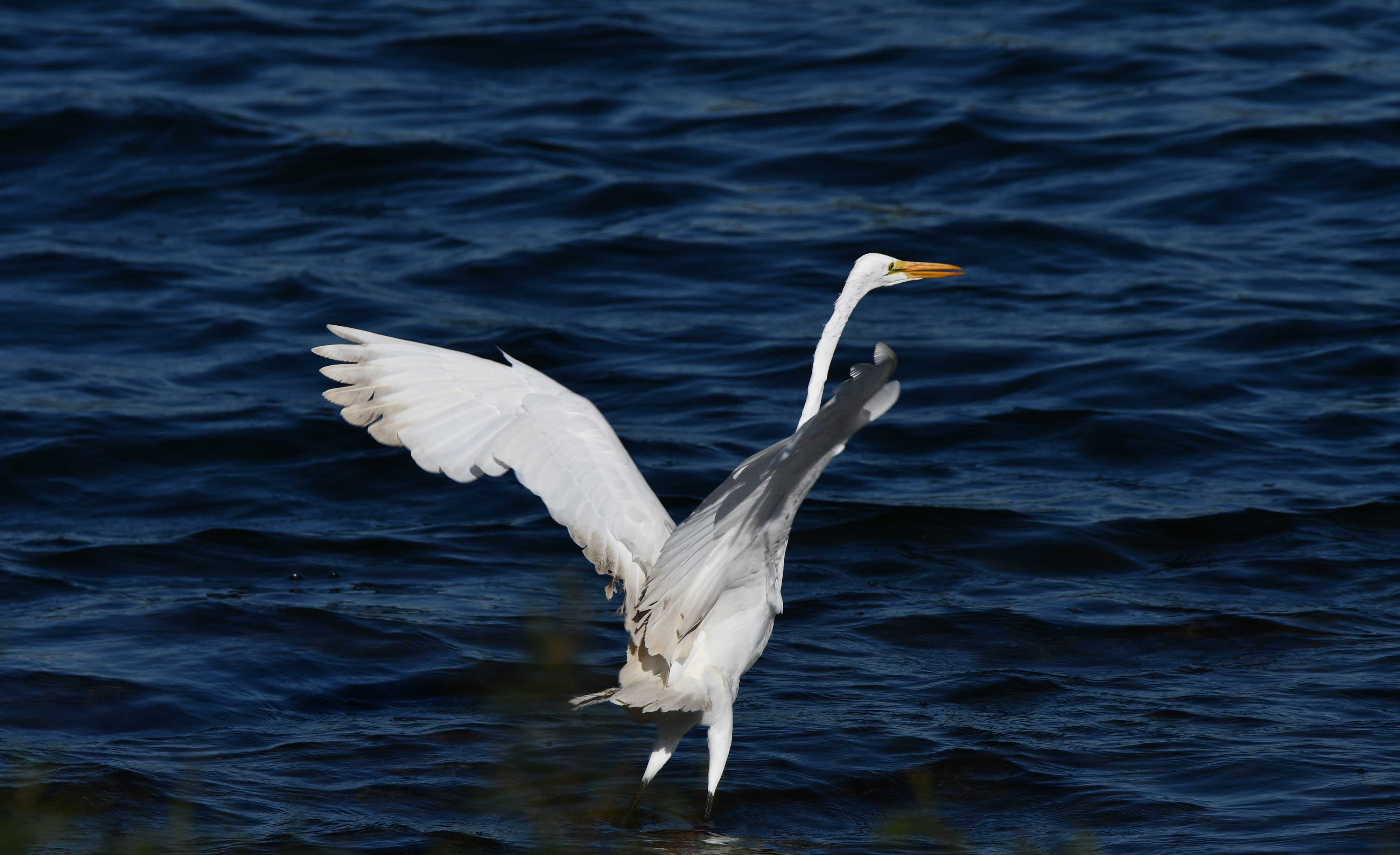 A great egret in the water.