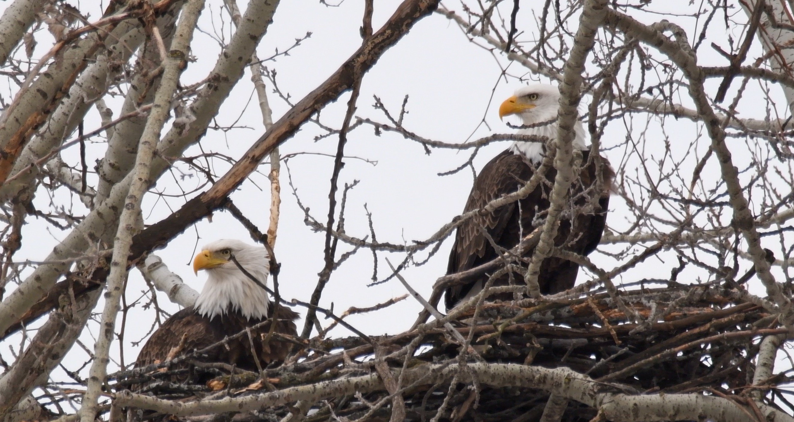 Two bald eagles sitting in a nest.