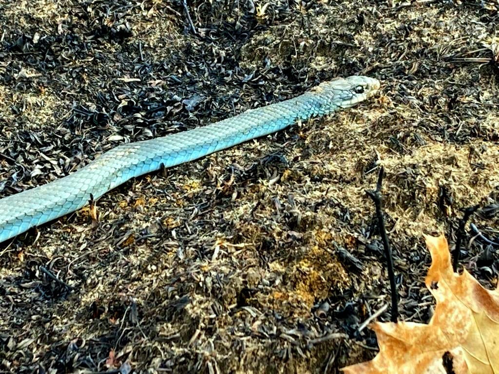 A blue racer on the ground.