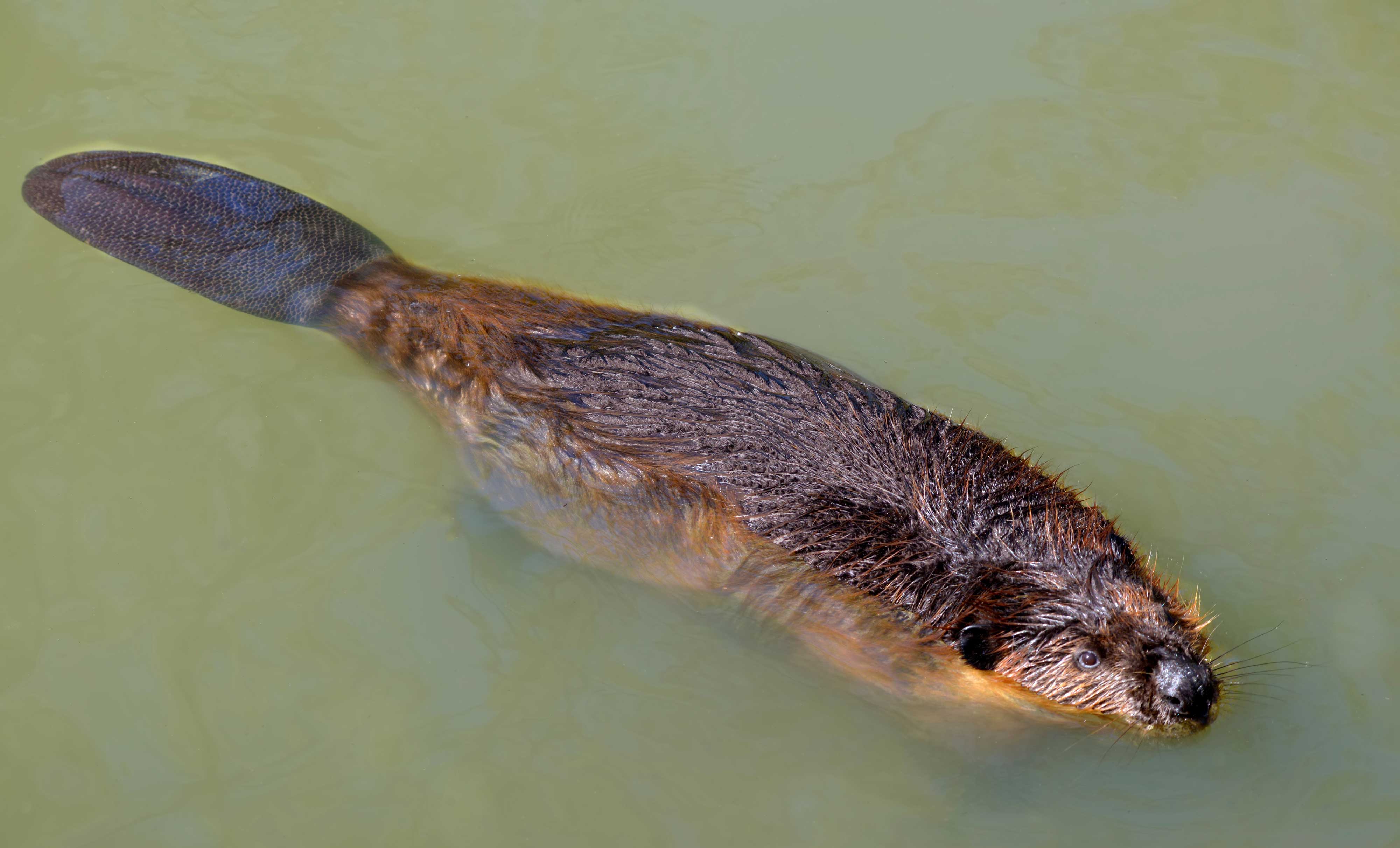 A beaver in the water.