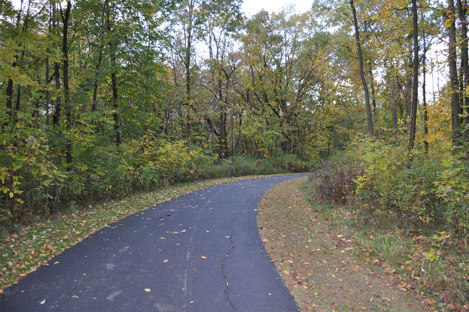 Paved trail lined with grasses and trees.