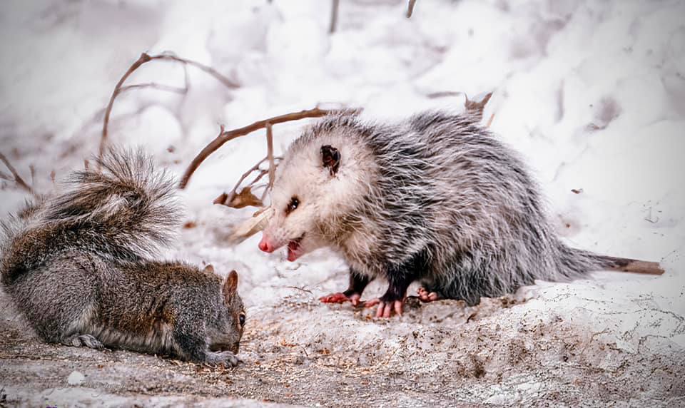 Opossum hissing at squirrel
