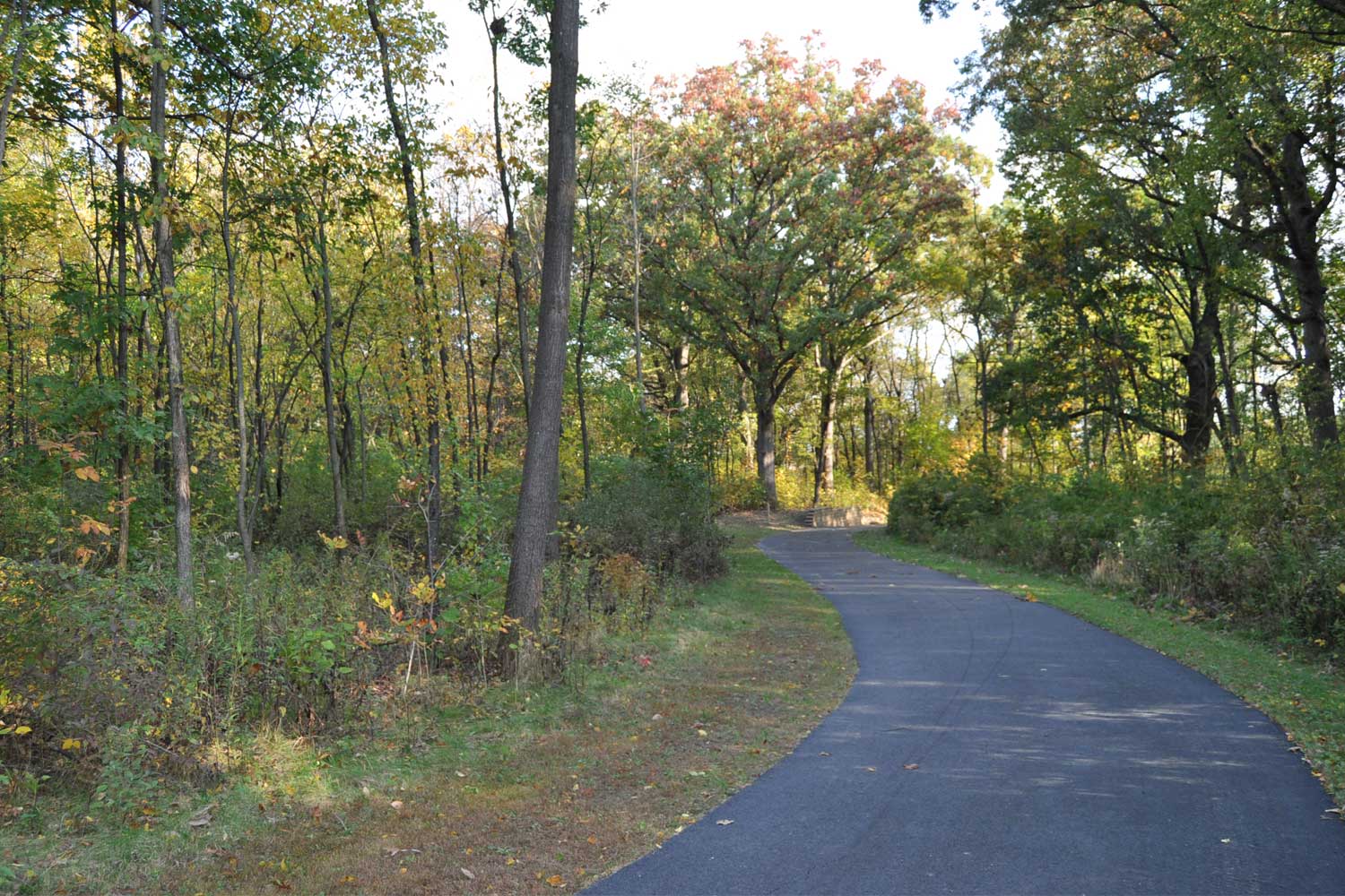 Paved trail lined with grasses and trees.