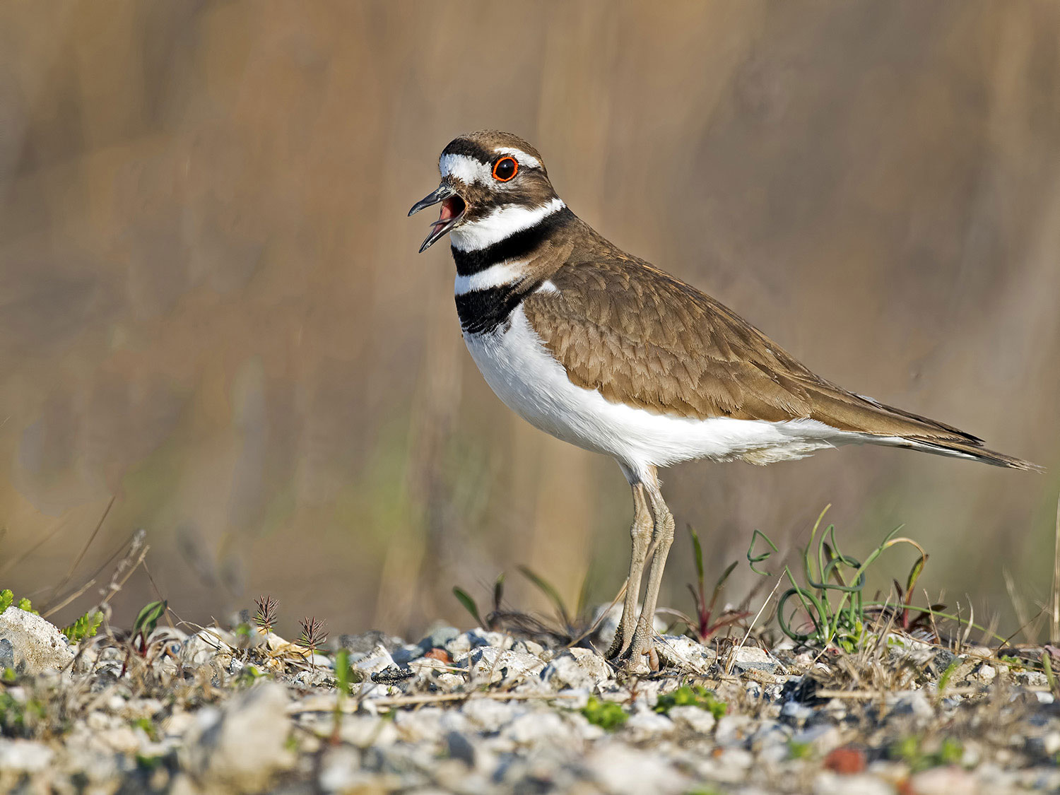 A killdeer along the water's edge