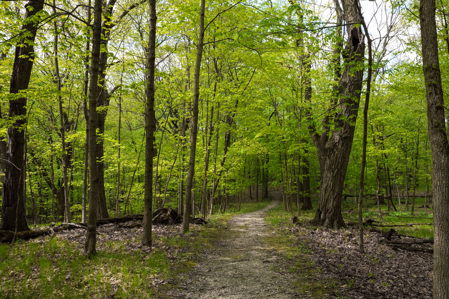 Natural surface trail at Thorn Creek Woods