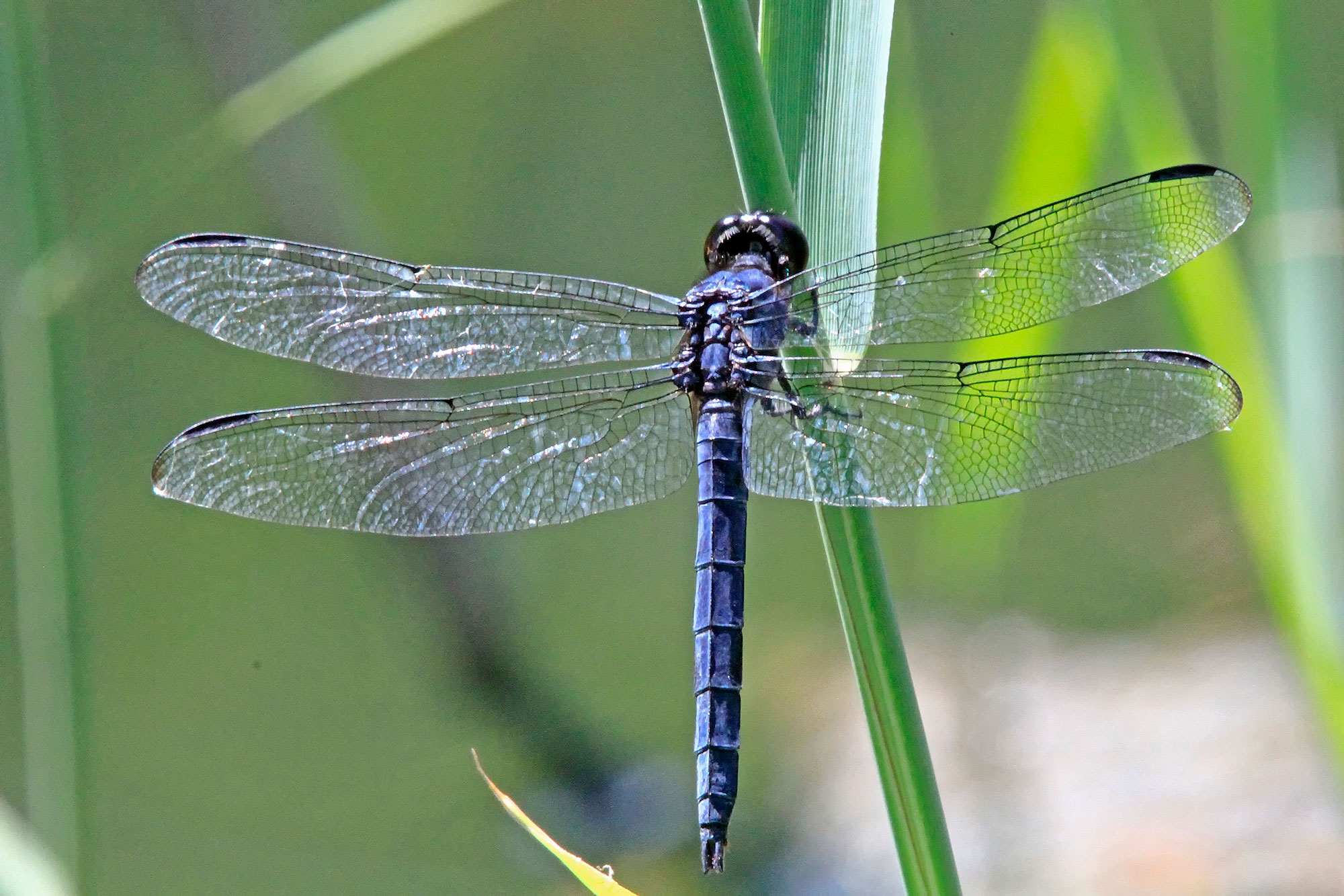The slaty skimmer.