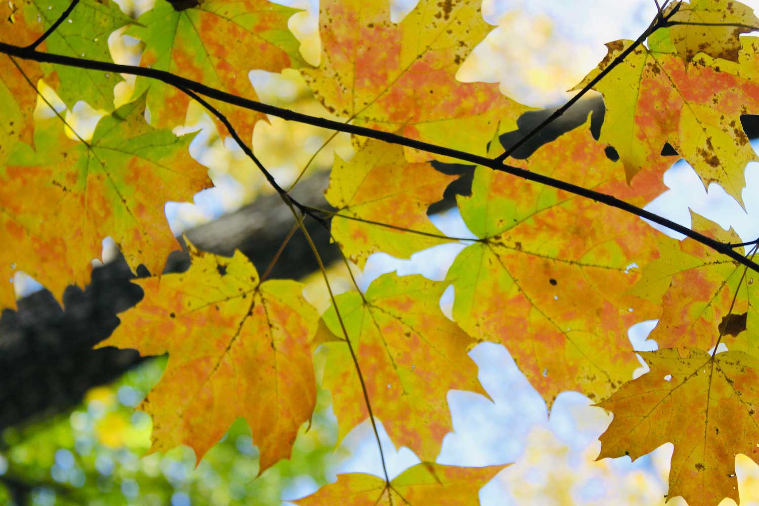 Yellowish-orange leaves on a branch.