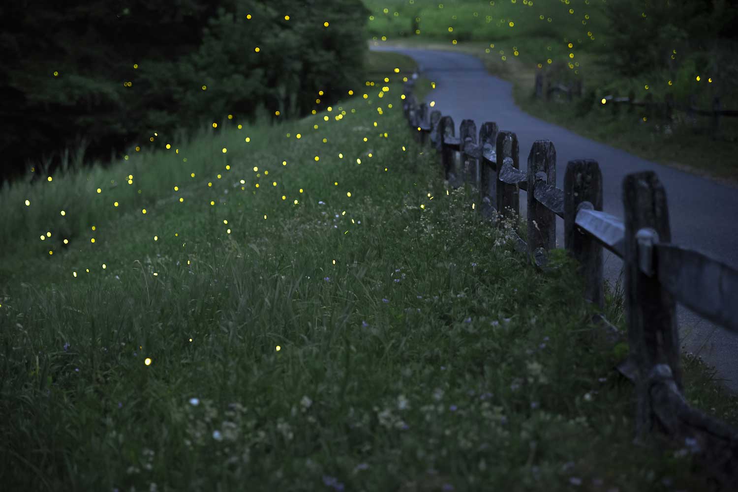Five fun facts about bioluminescent lightning bugs | Forest Preserve  District of Will County