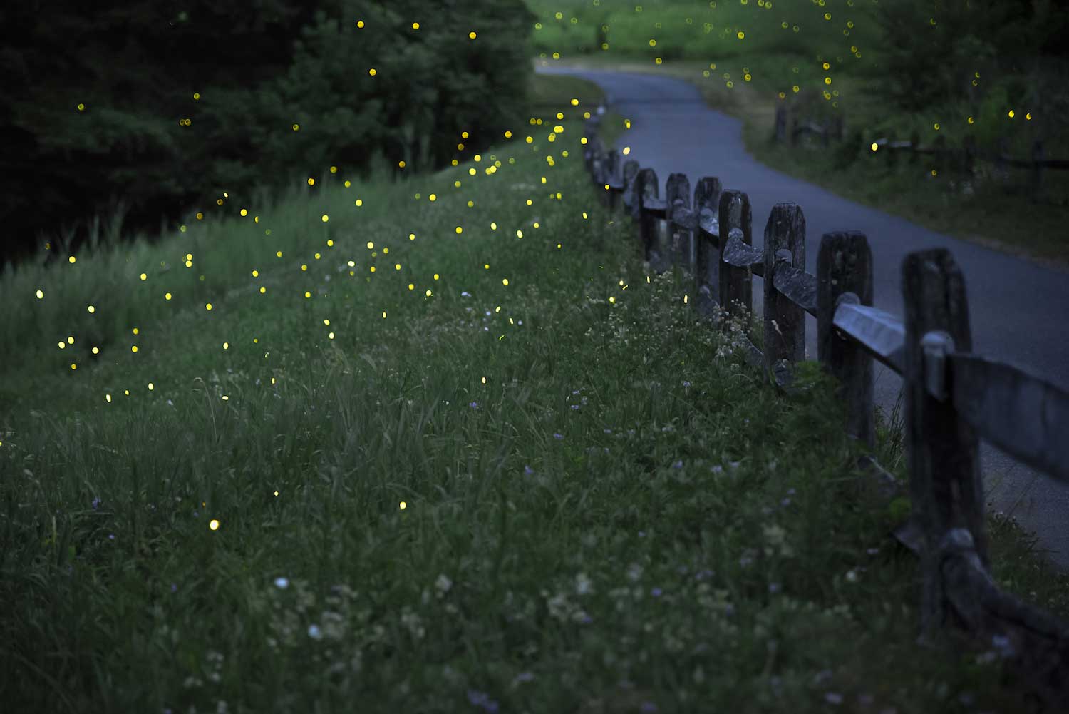 Lightning bugs lighting up the night.