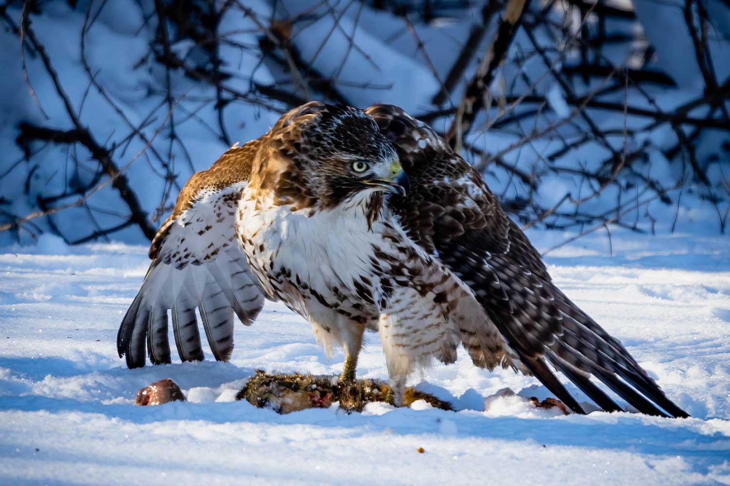 A red-tailed hawk standing on the snow-covered ground with a dead animal.