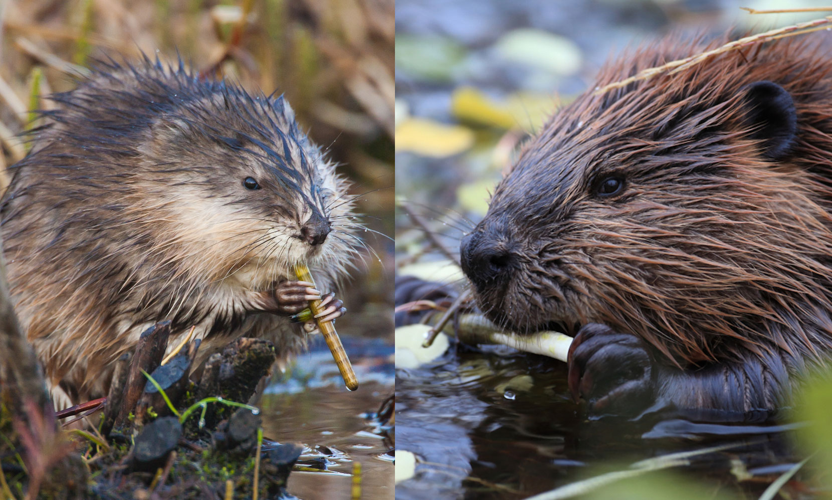 A muskrat and a beaver.