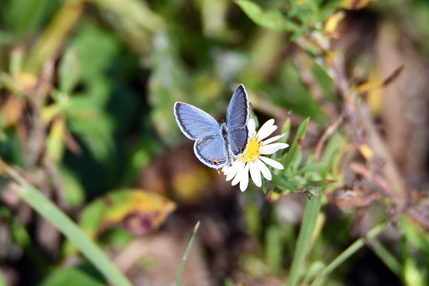 A bluish butterfly at rest on a white flower bloom.