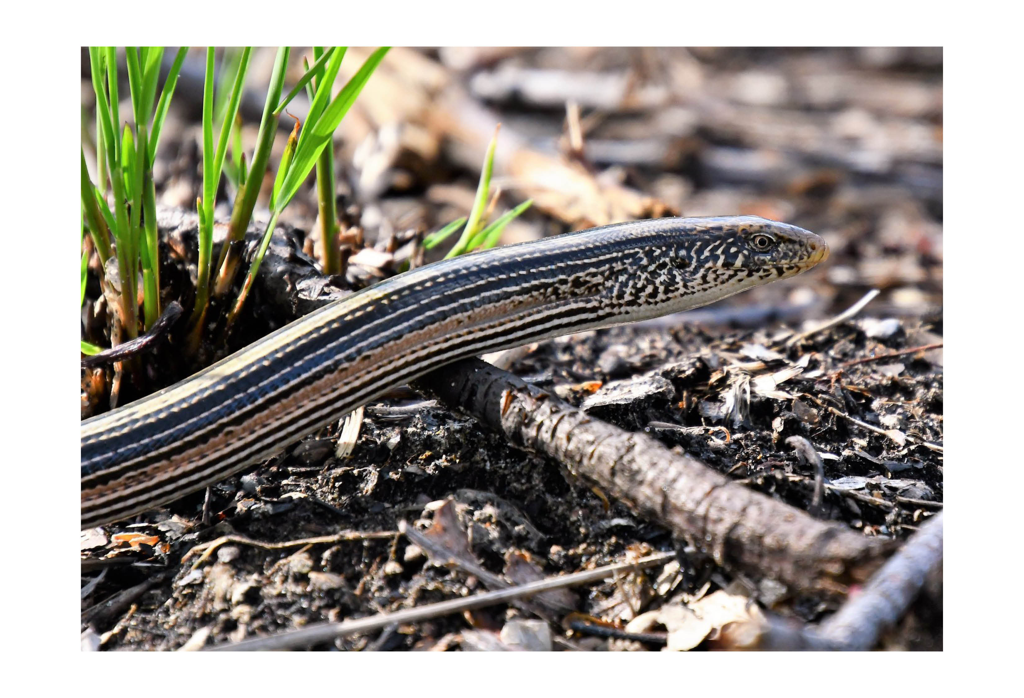 Slender glass lizard.