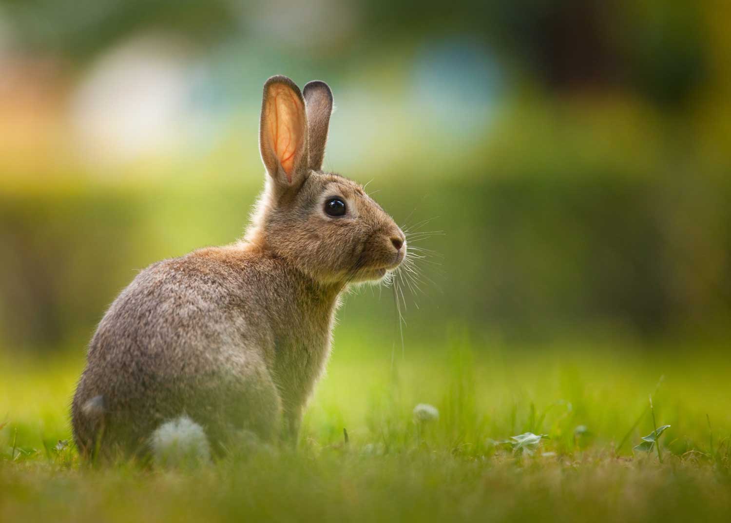 An eastern cottontail rabbit sitting in the grass.