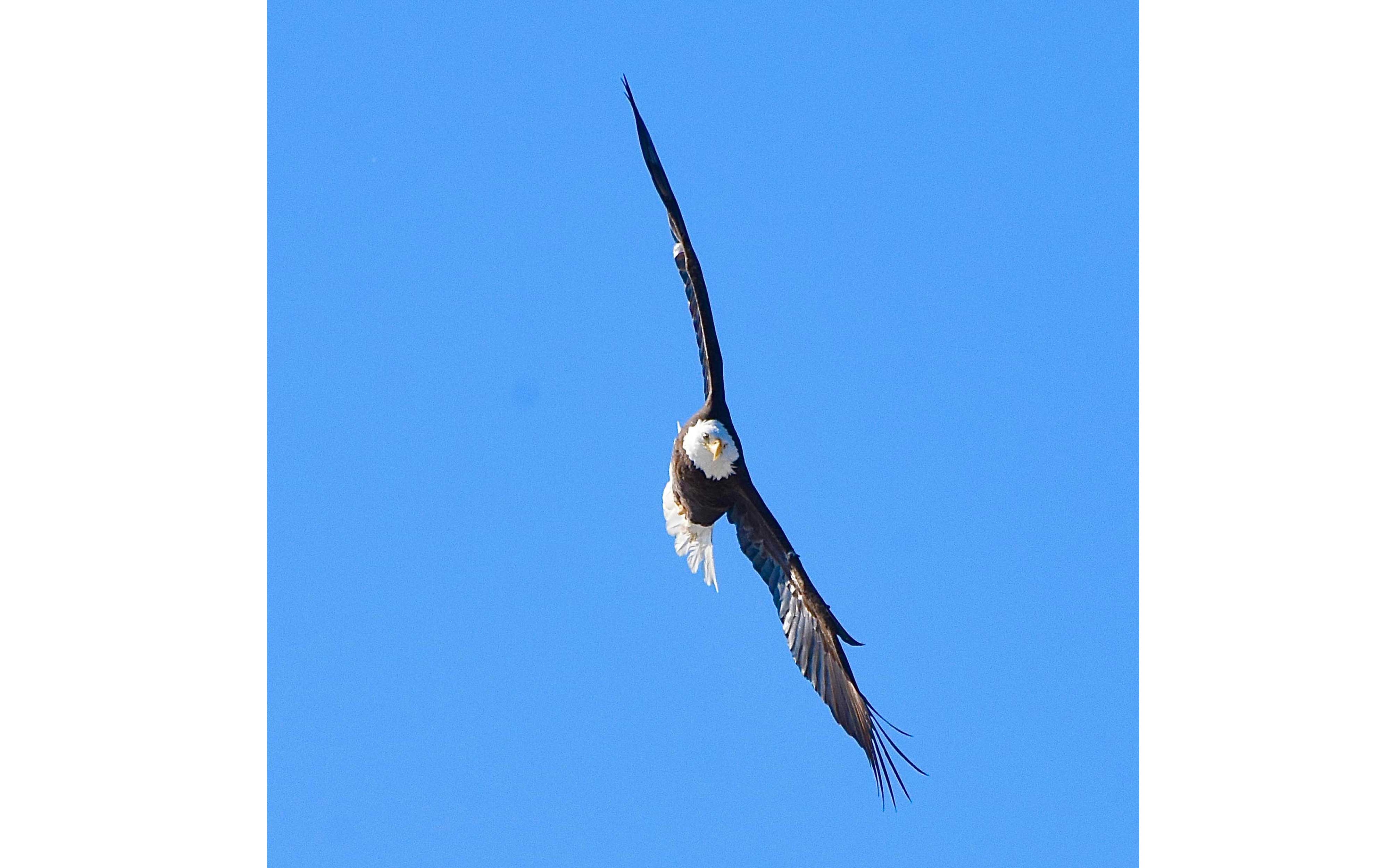 Bald eagle soaring in sky