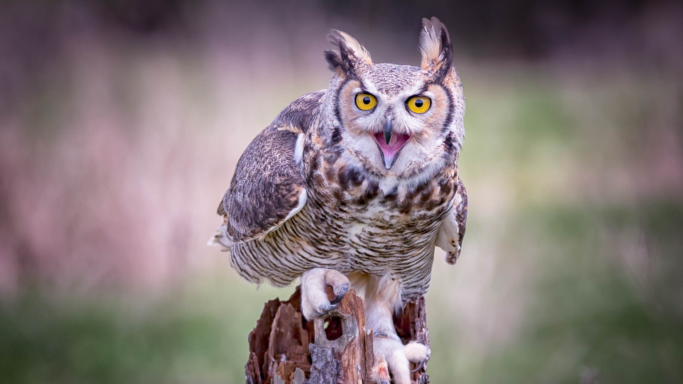 A great horned owl on tree bark.