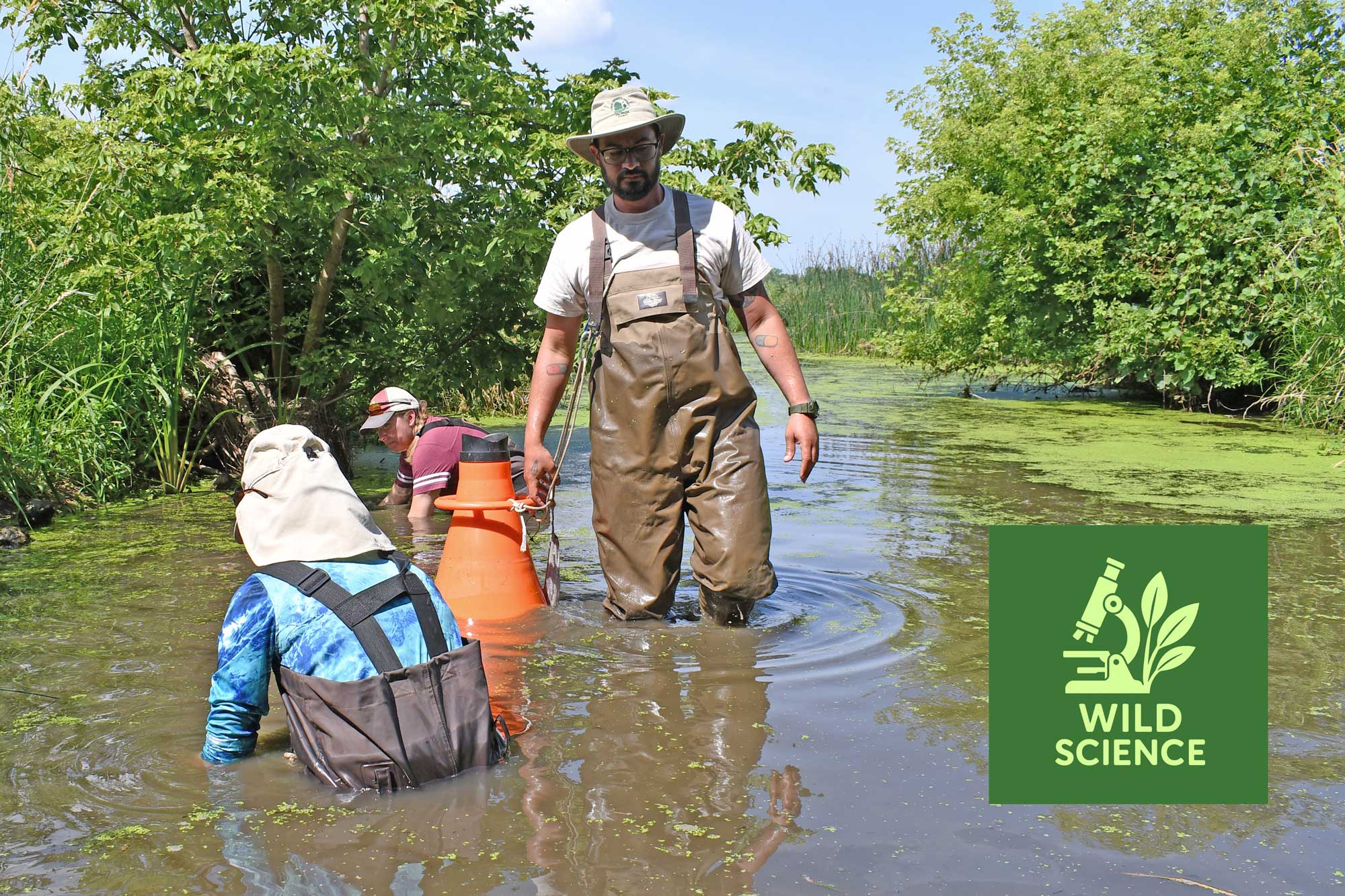 Ecologists wearing waders dig through a stream looking for mussels.