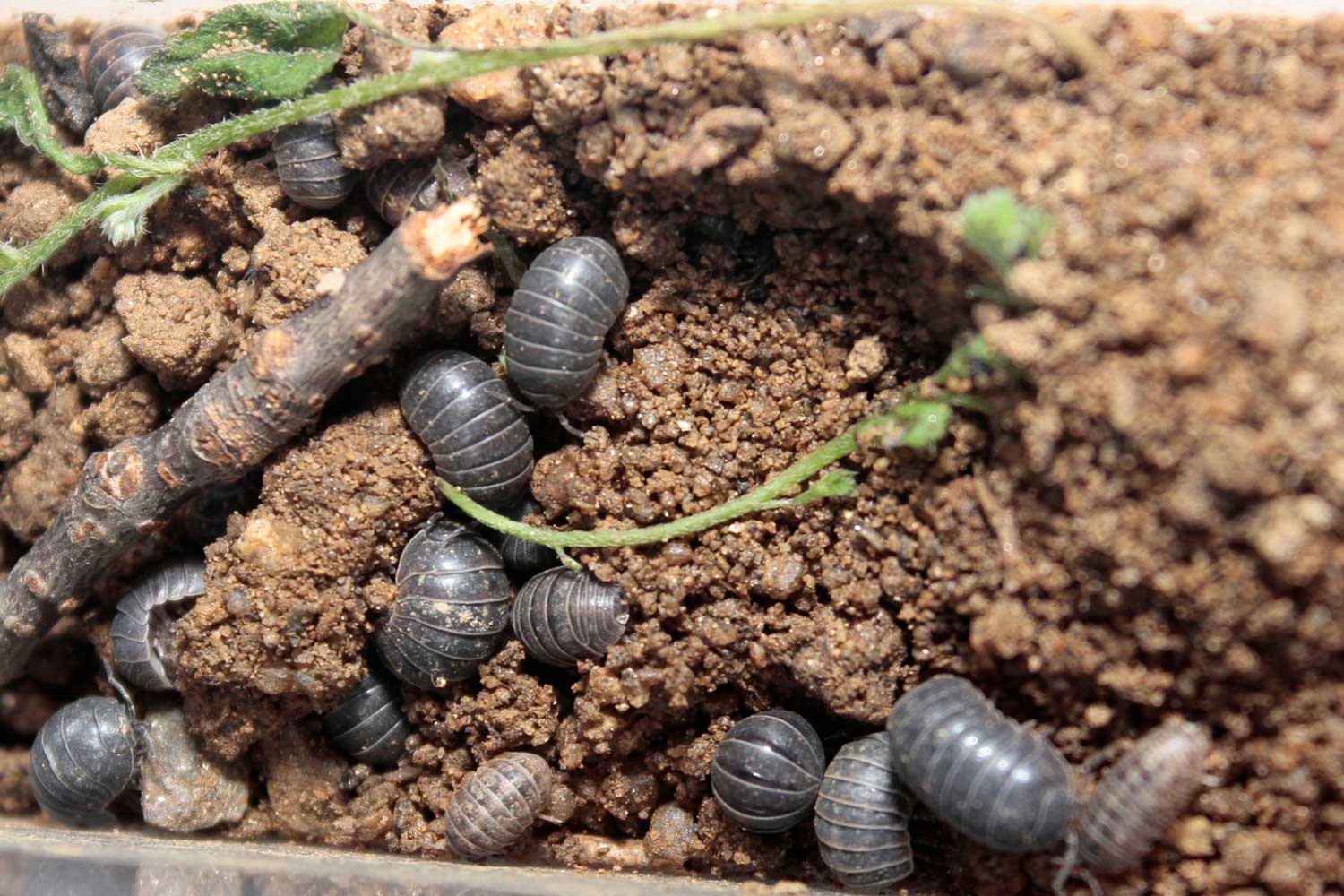 Roly-polies in the soil.
