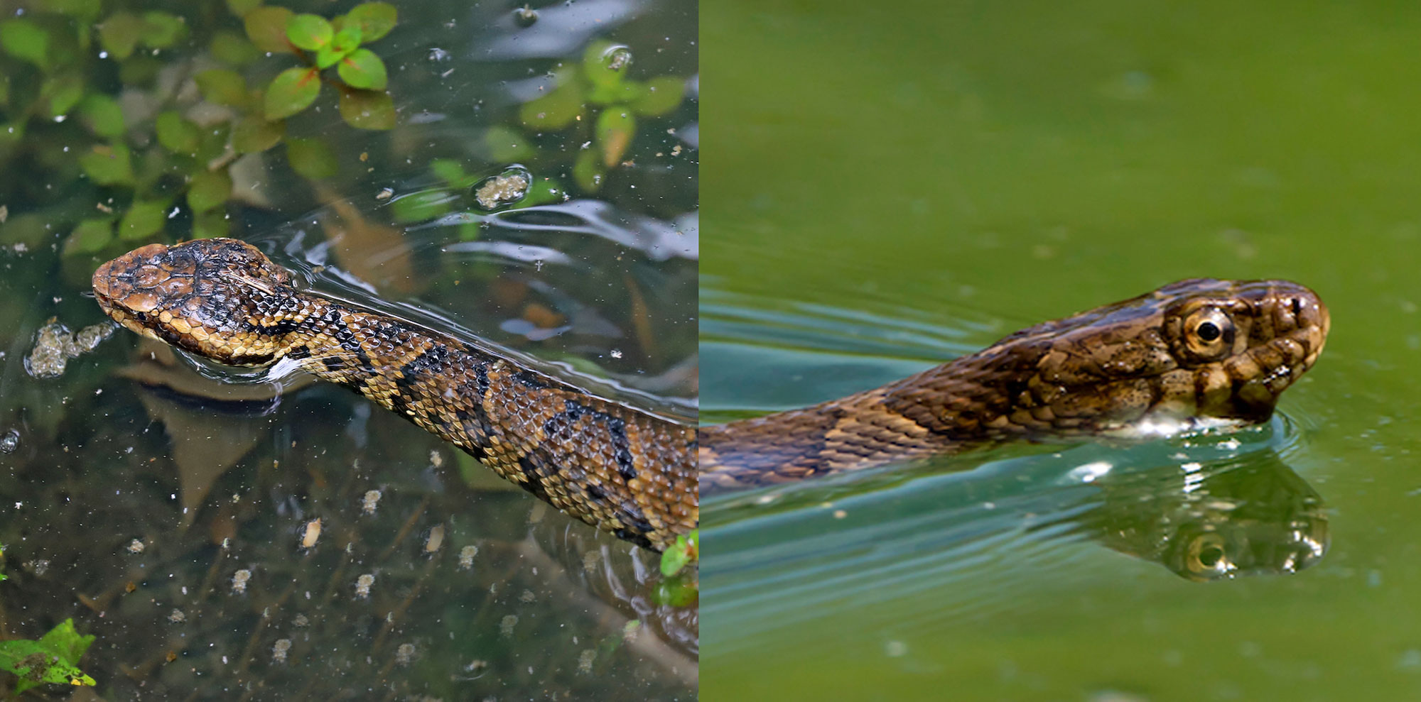 A cottonmouth and a northern water snake side by side.