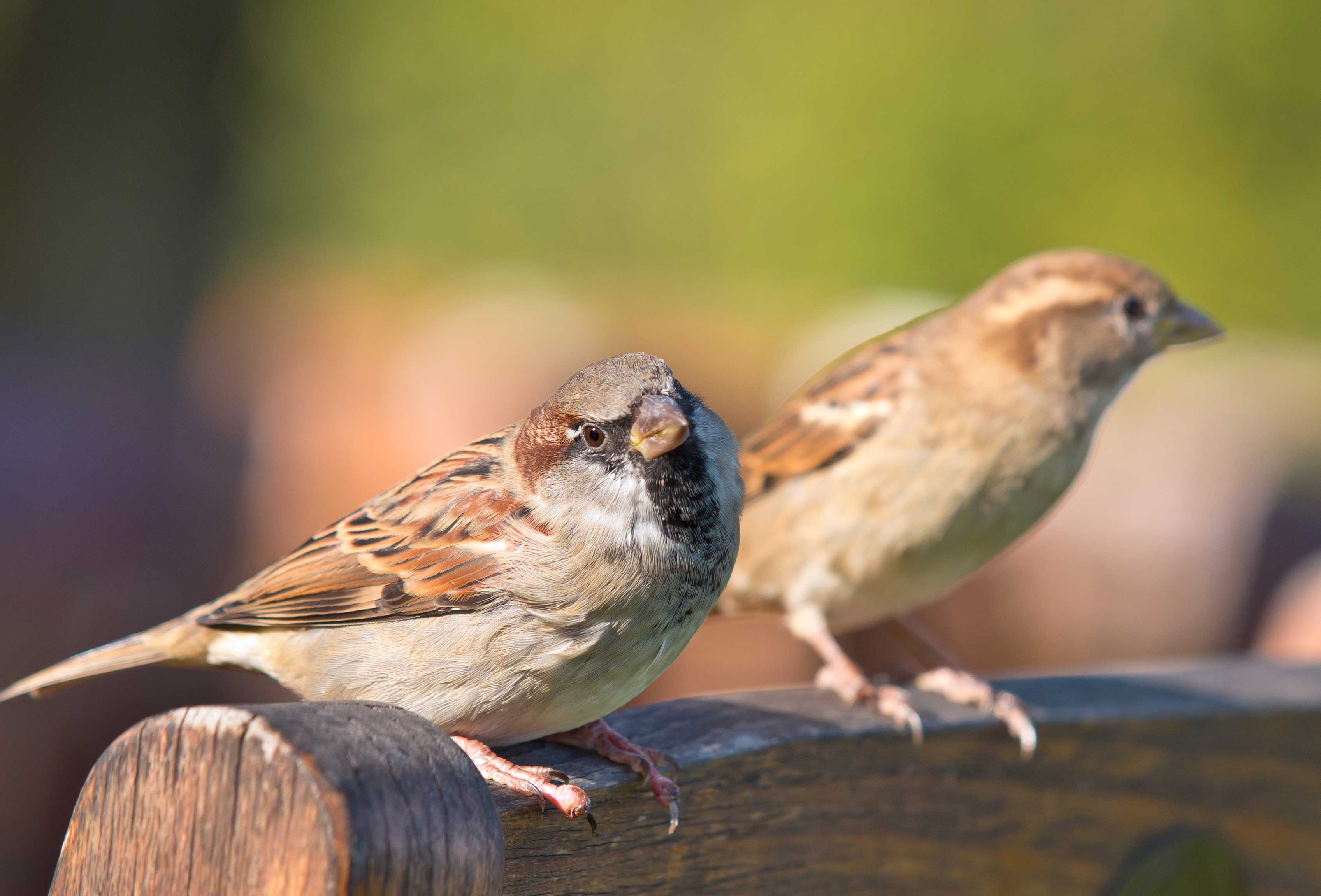 Closeup of two house sparrows.