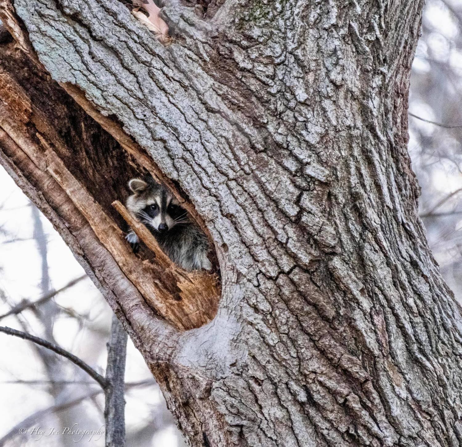 A raccoon peering out from a tree cavity.