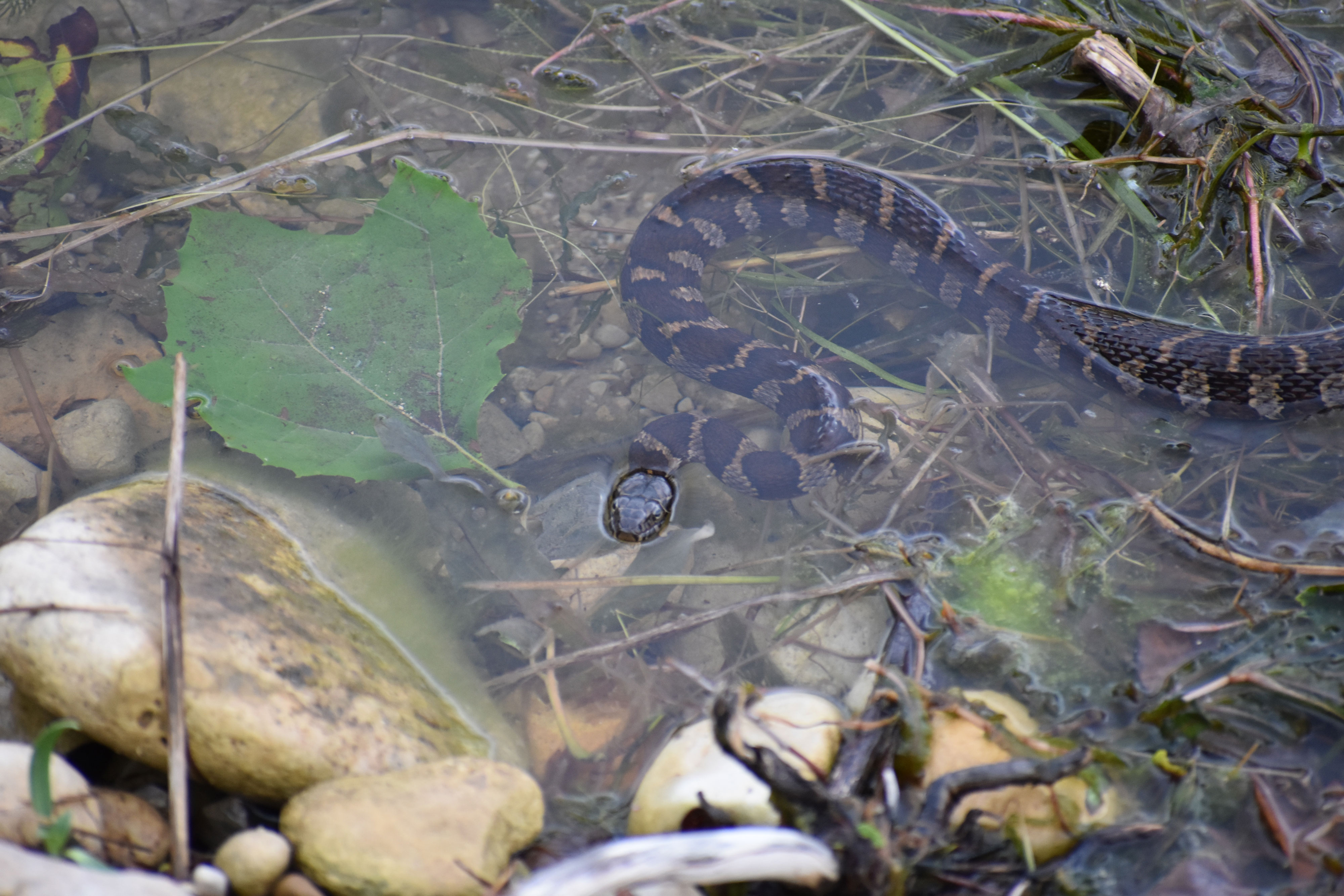 A northern water snake poking out of the water.