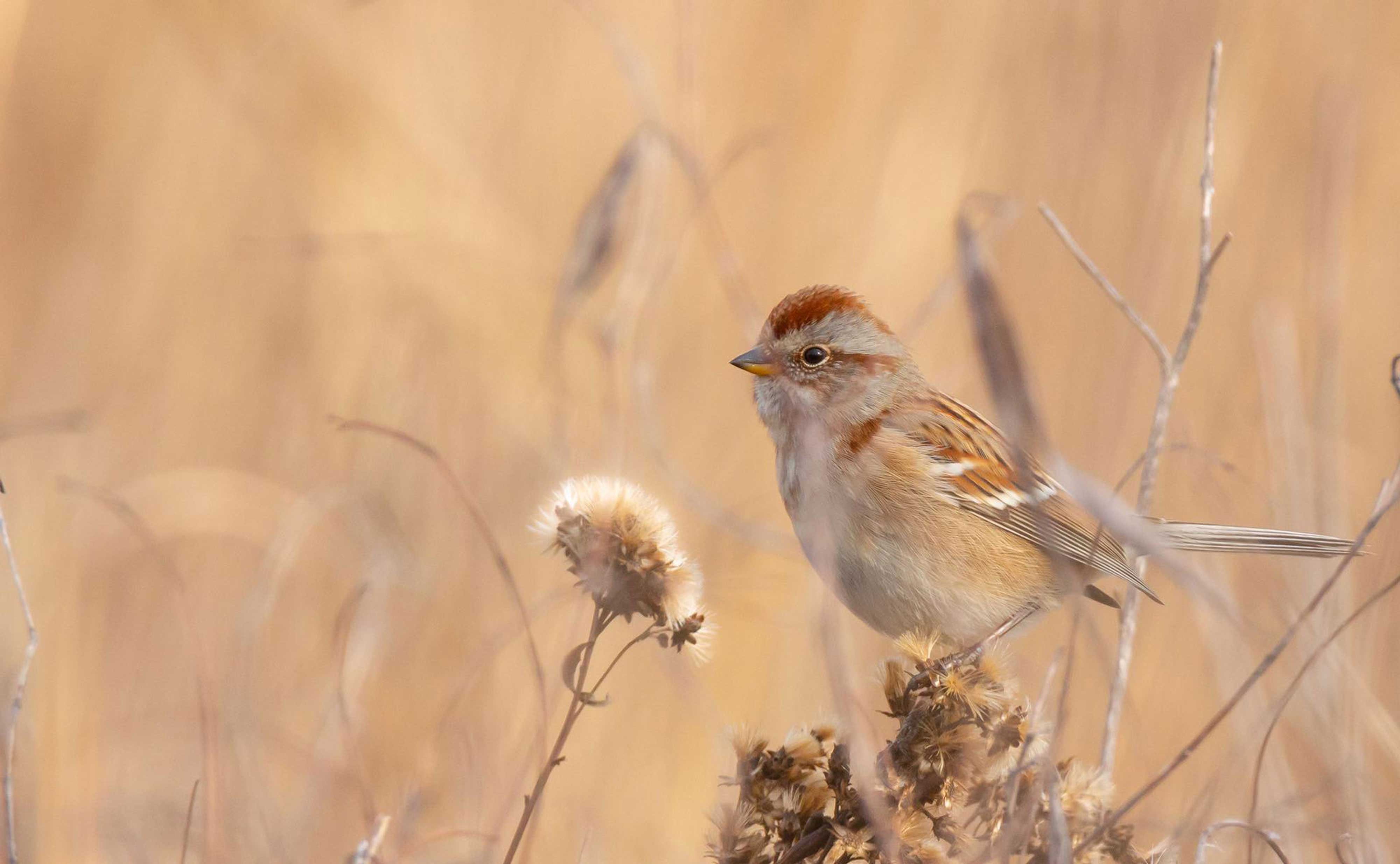 A tree sparrow on a plant in a field.