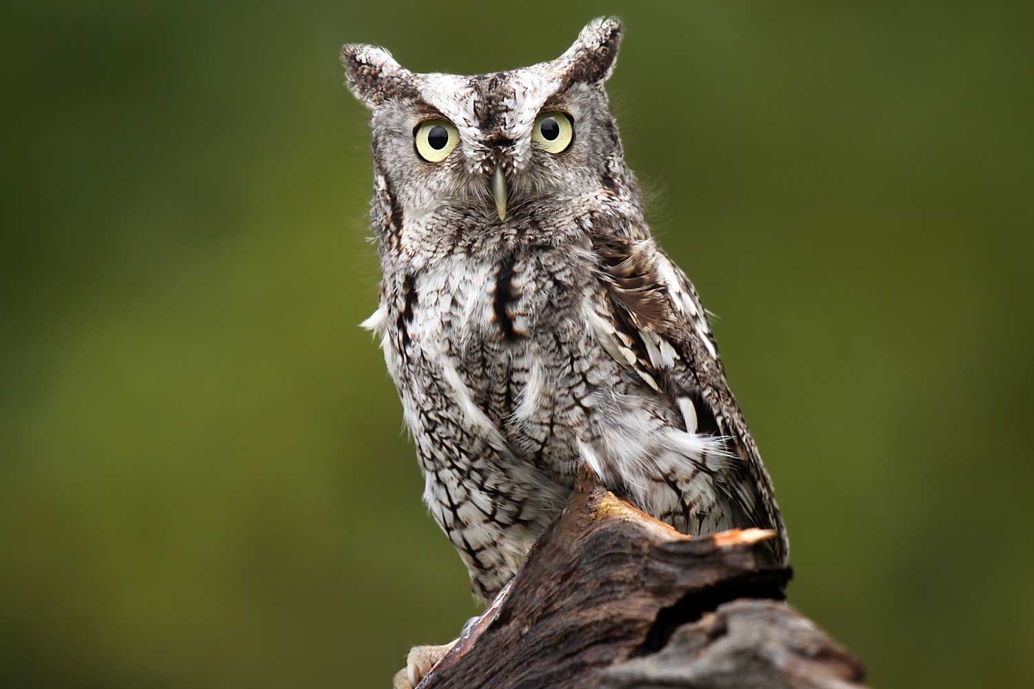 Eastern screech owl perched on a branch.