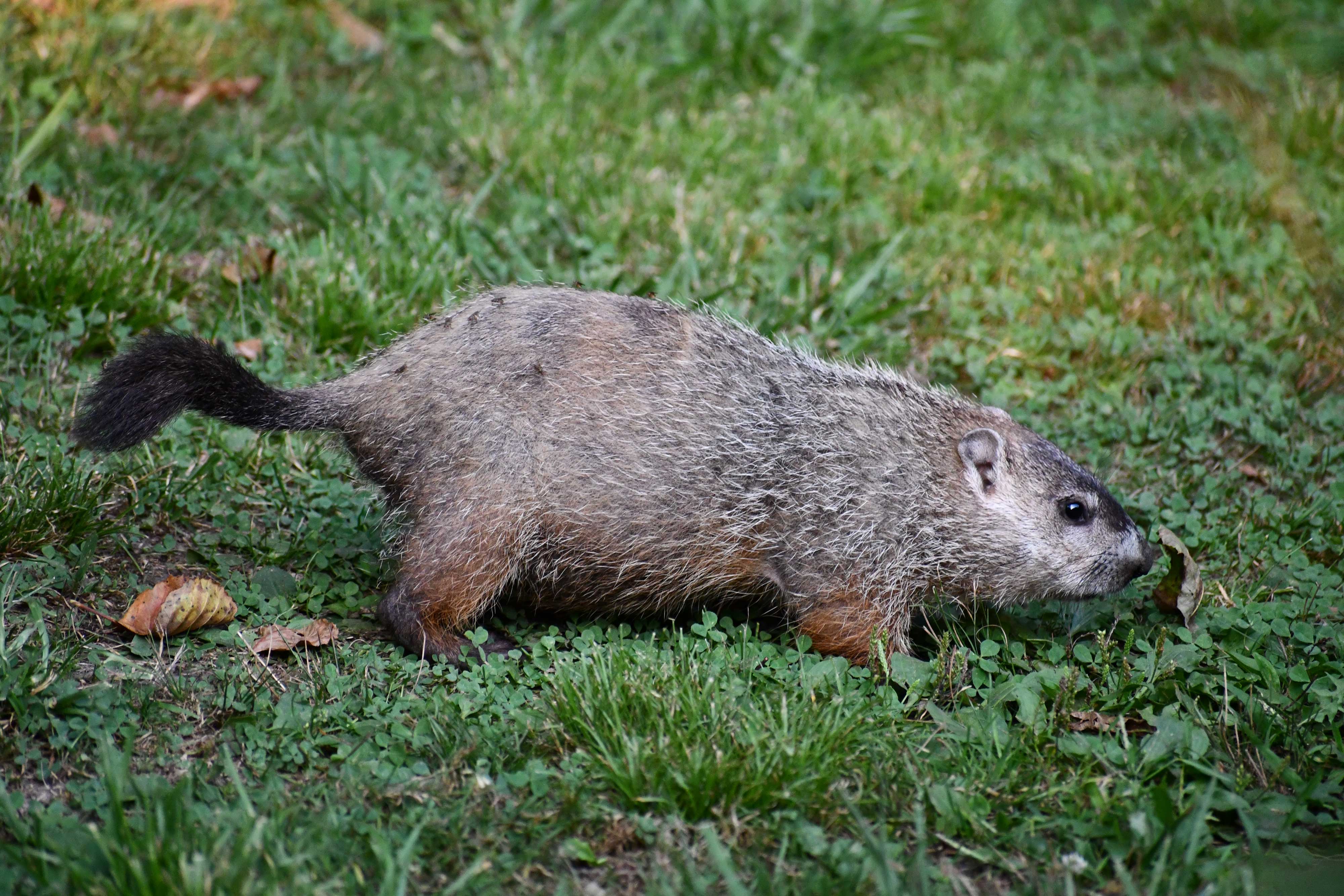 A groundhog in grass.