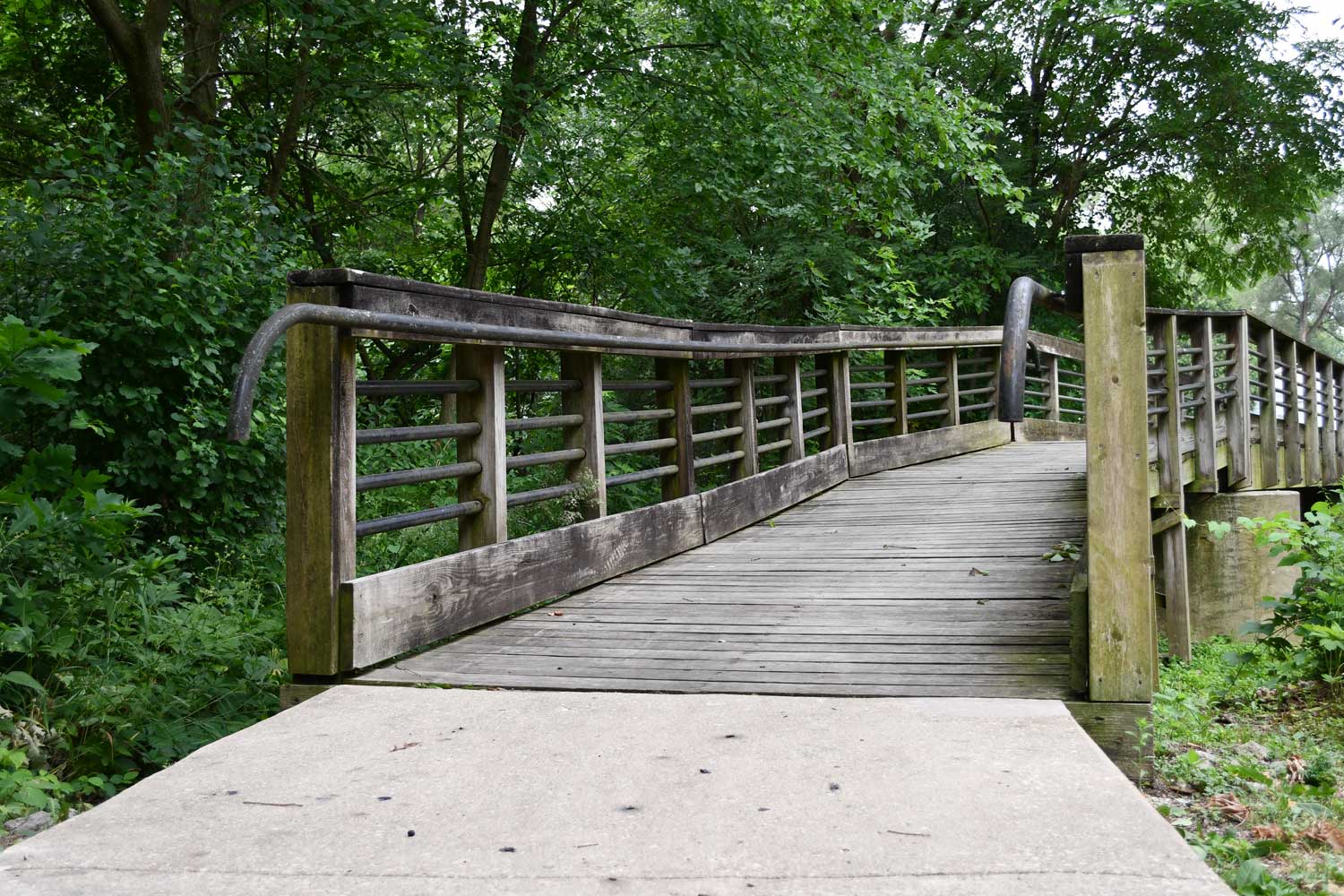 Bridge surrounded by trees.