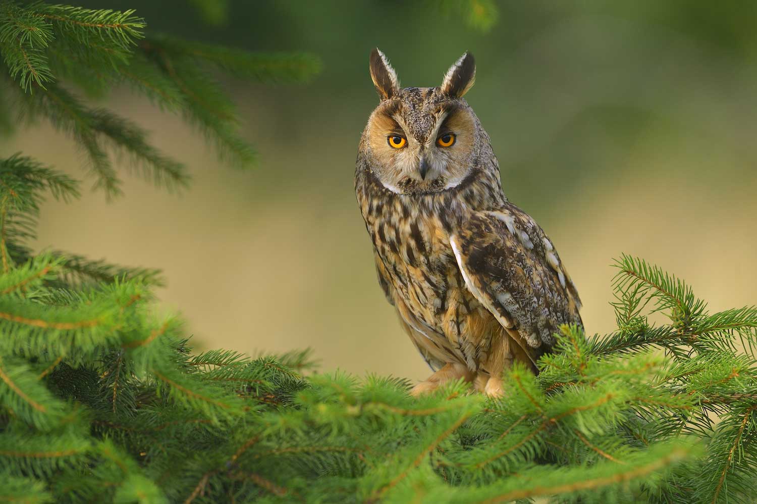 A long-eared owl in an evergreen day.