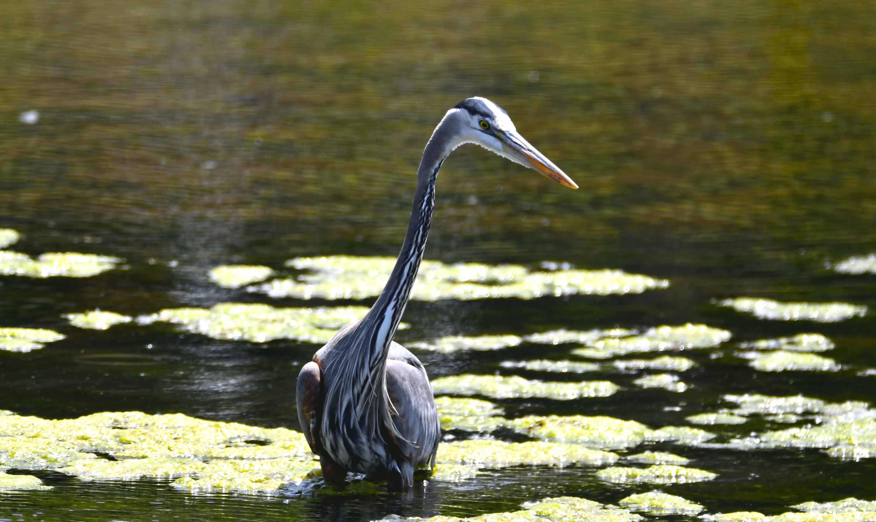 A great blue heron walking through water.