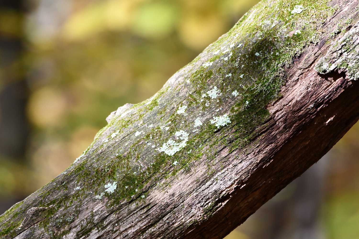 Moss and lichen growing on a log.