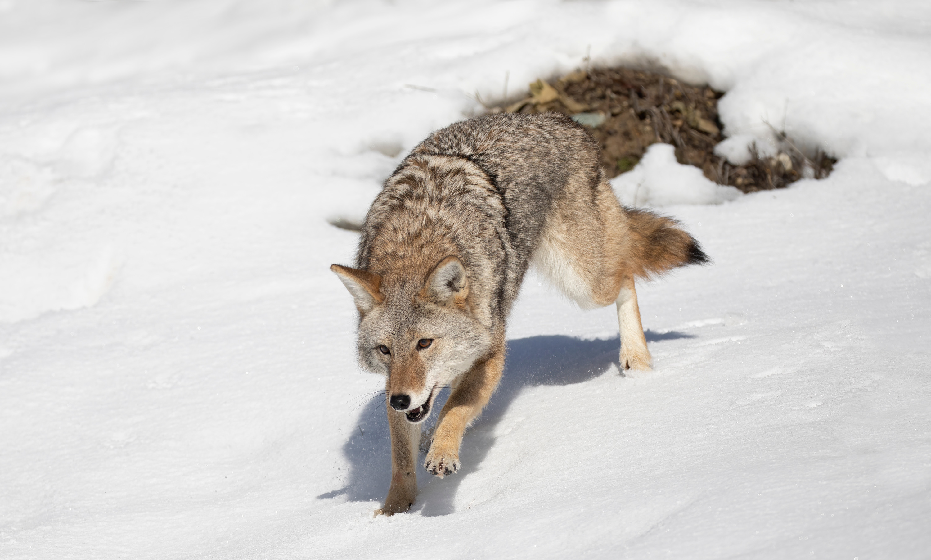 A coyote walking through snow.