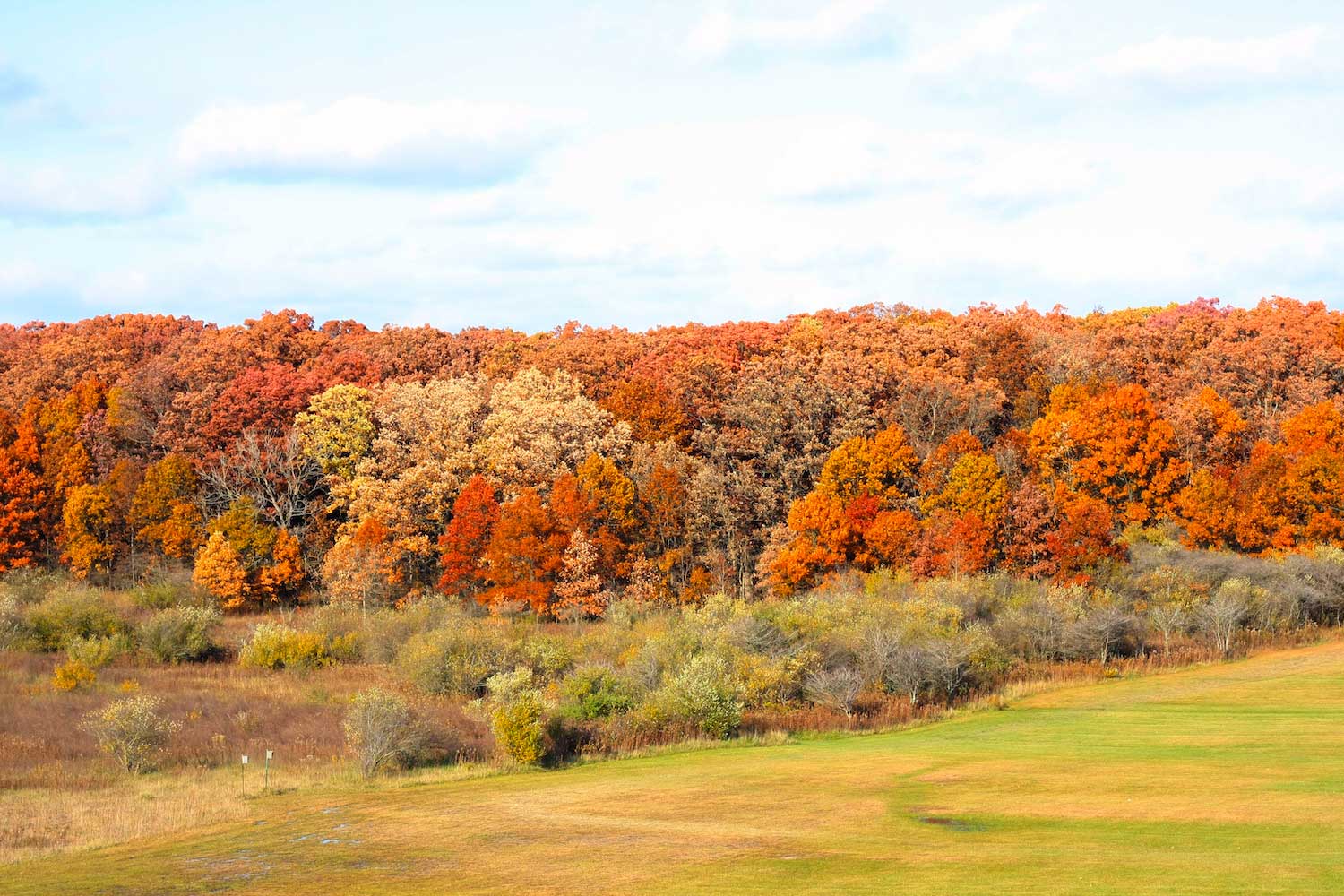 The fall color display at Goodenow Grove Nature Preserve