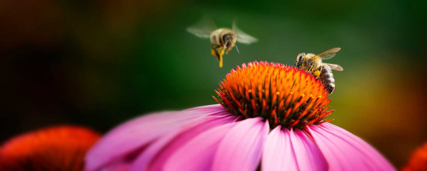 A bee on a purple coneflower bloom with another bee hovering over it.