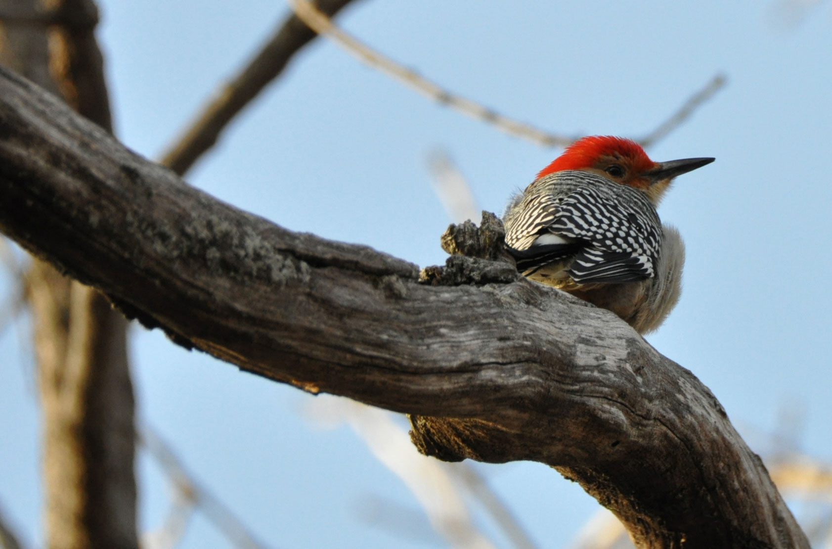 A red-bellied woodpecker on a branch.
