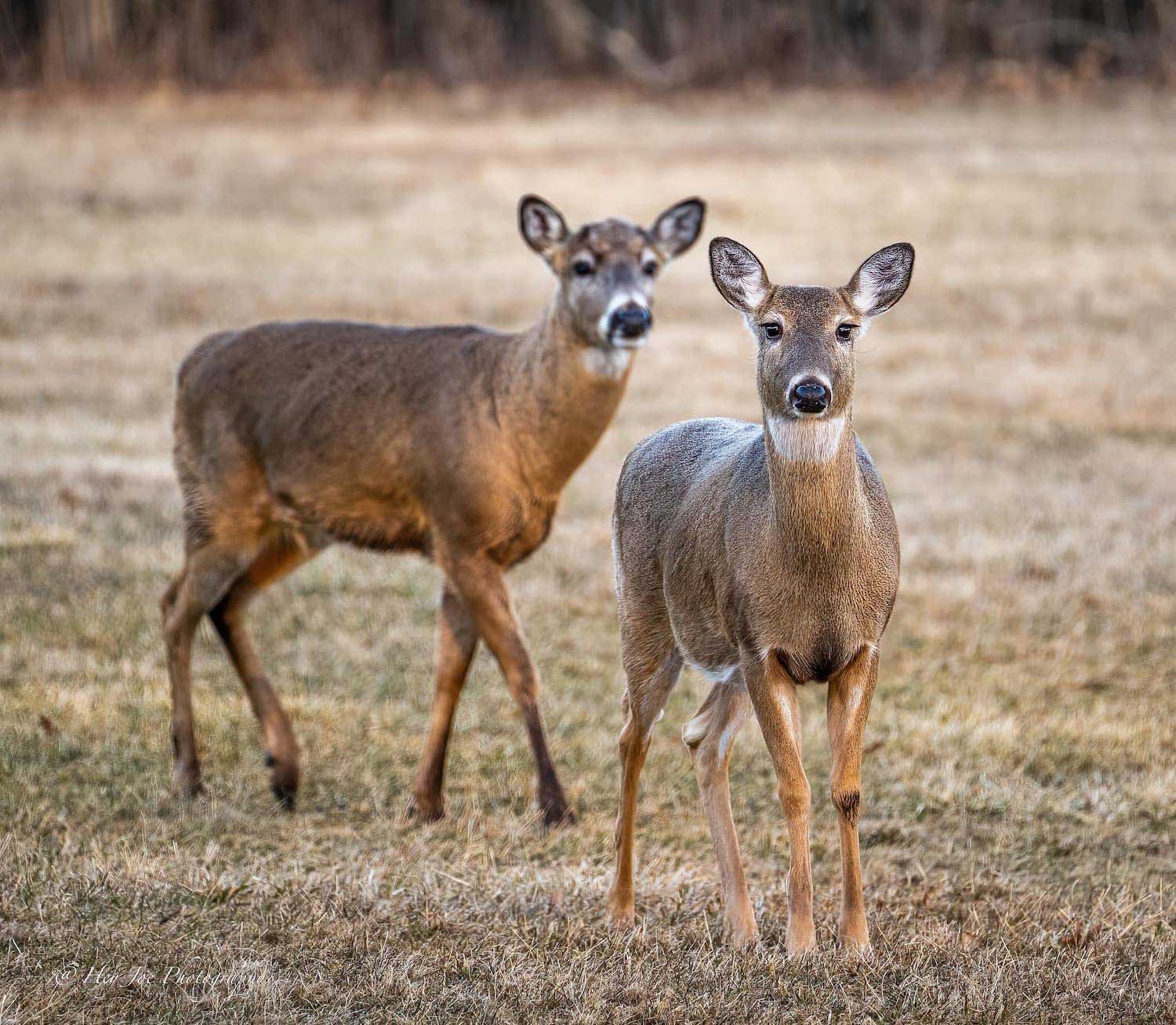 Two deer standing in a field.