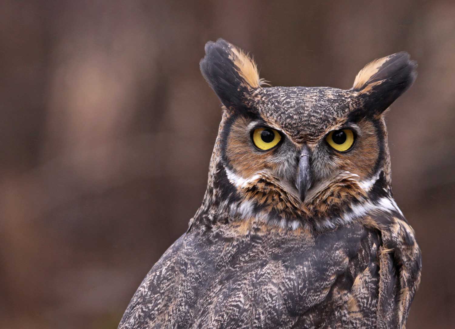 great horned owl face side view