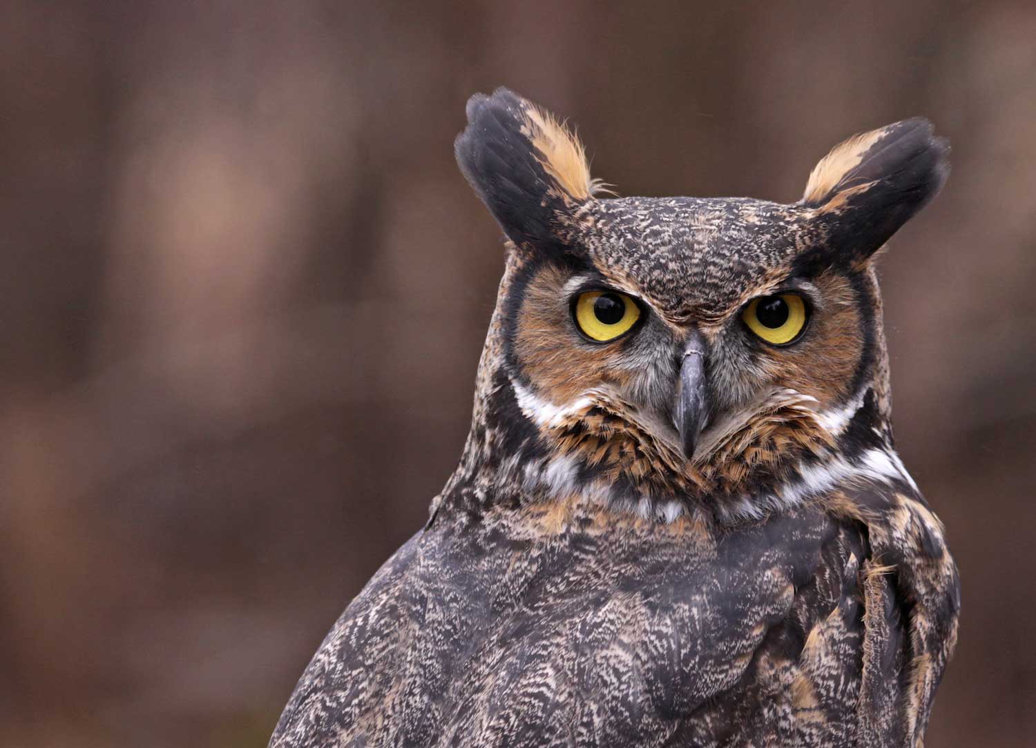 Five things to know about great horned owls, the quintessential owl | Forest Preserve District of Will County