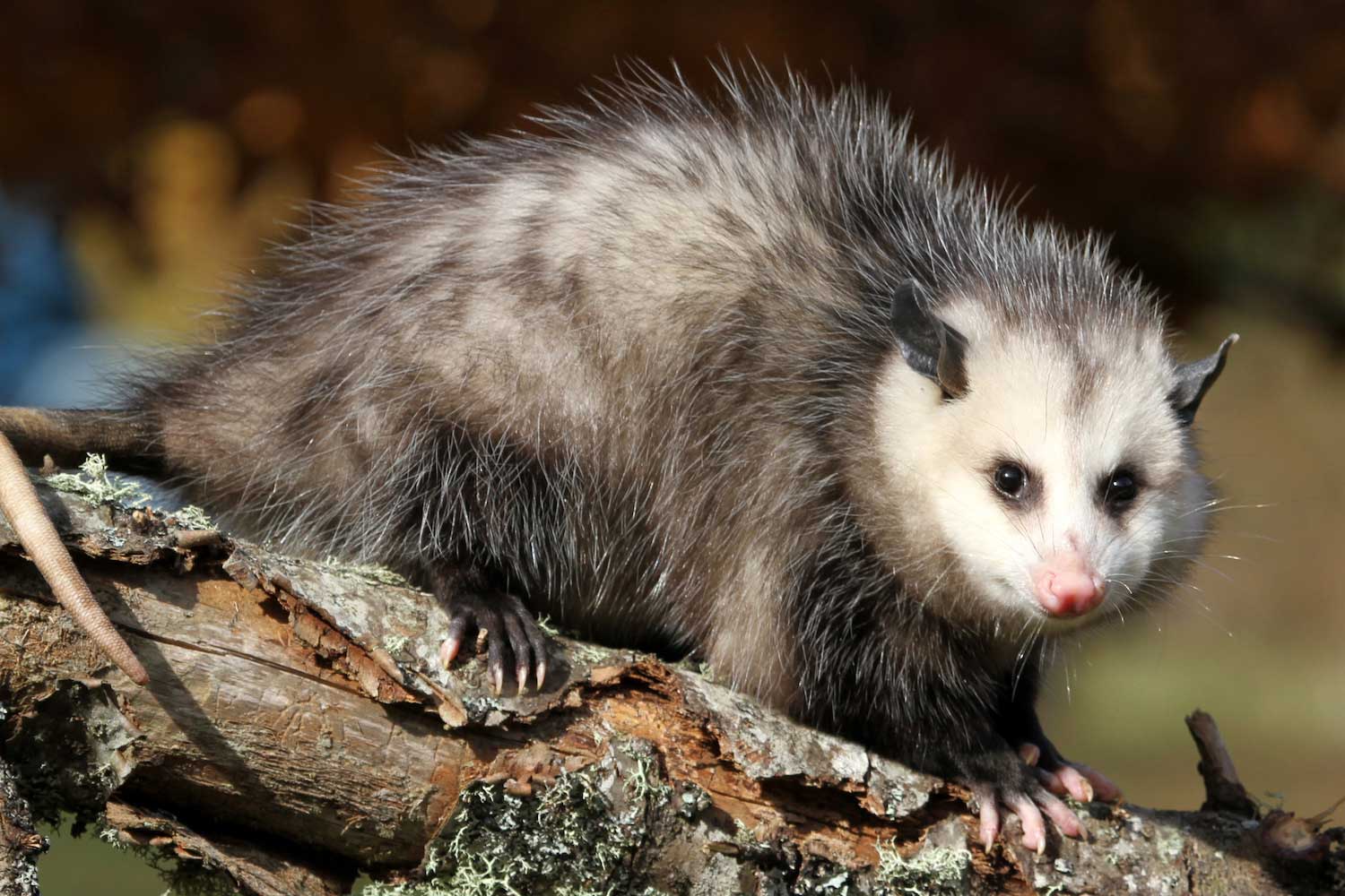 Virginia Opossum – Wildlife Illinois