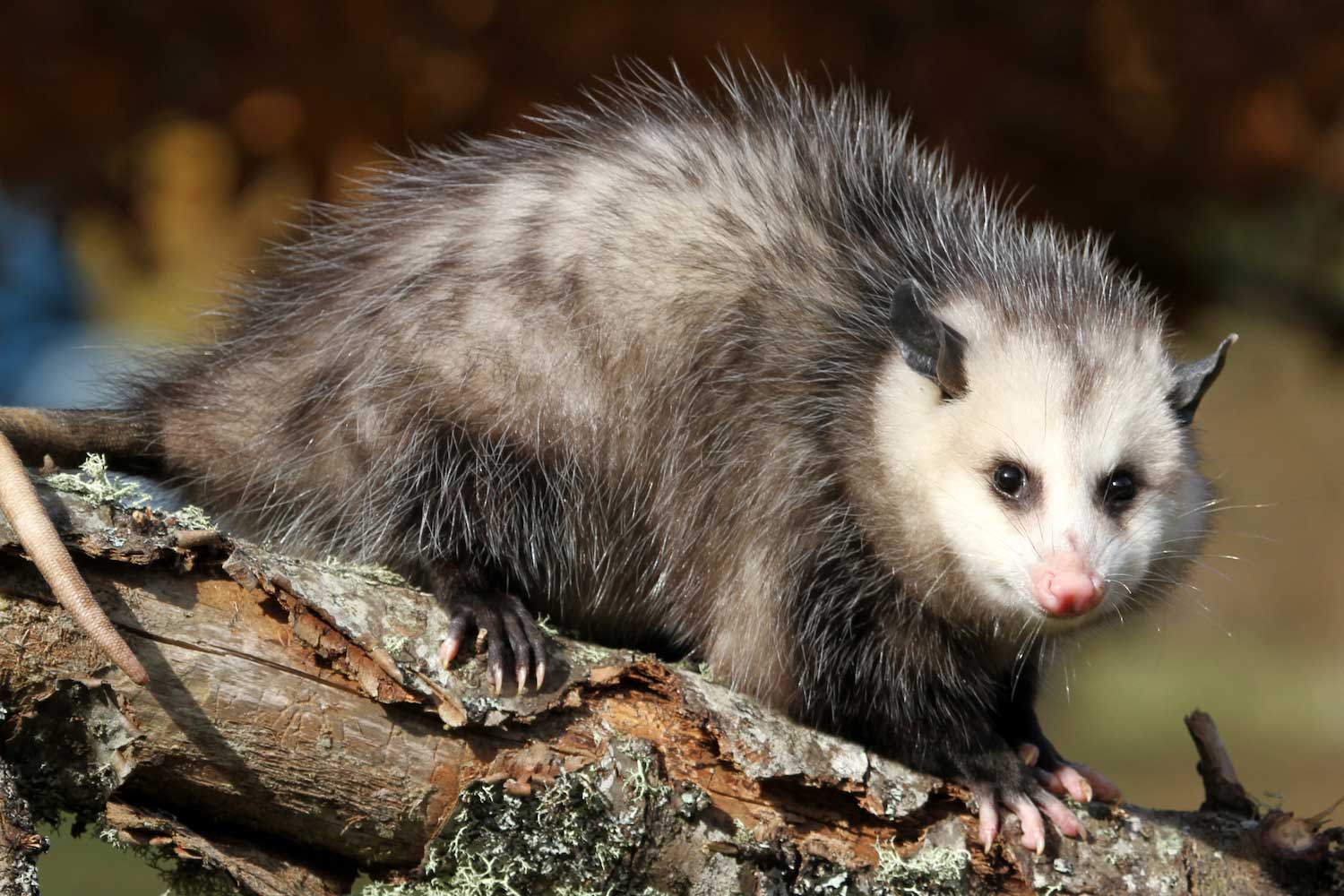 Opossum standing on a branch.