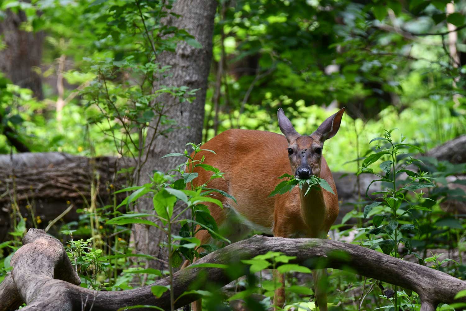 White tailed deer eating vegetation.