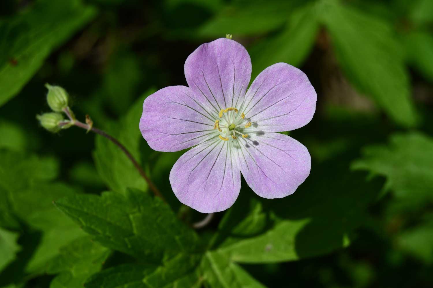 A light purple wild geranium bloom surrounded by green leaves and vegetation.