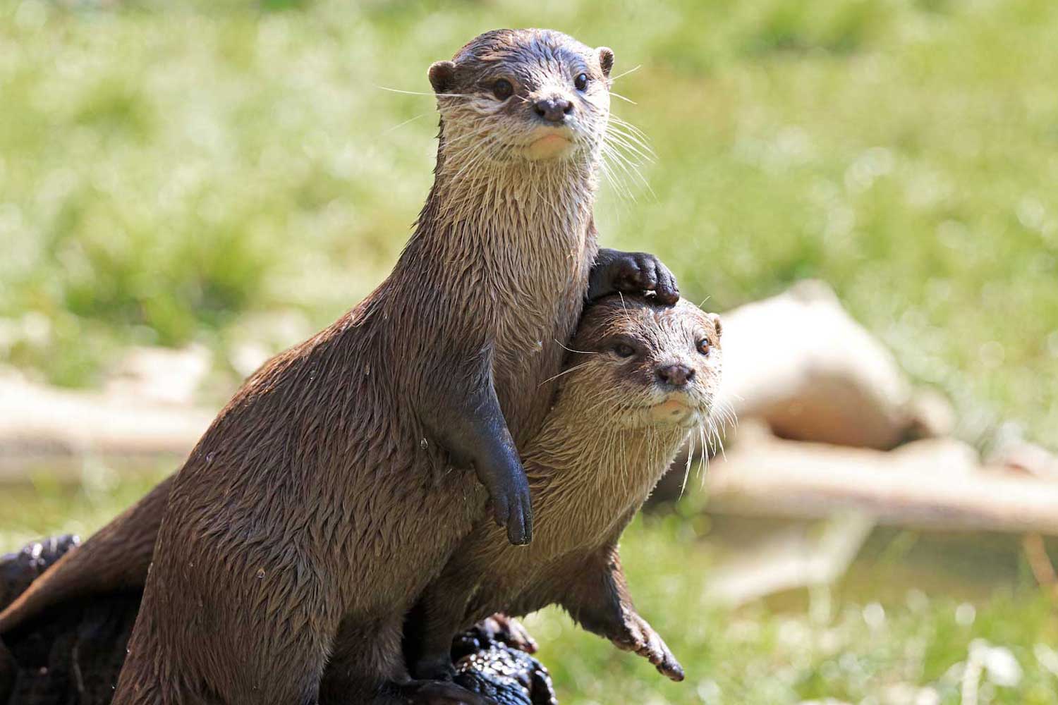 Two river otters in a playful pose with one standing with one leg on the other's head.